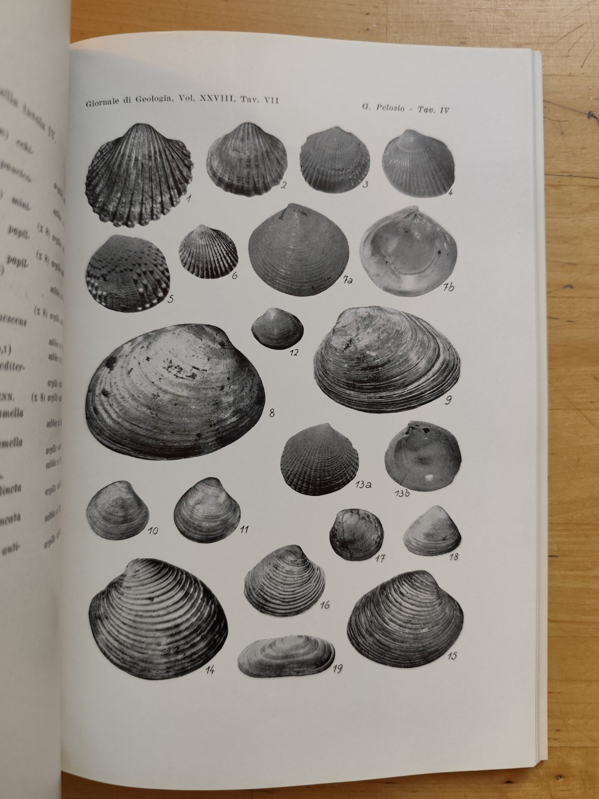 Giornale di geologia, museo geologico Bologna - Raimondo Selli, serie 2ª XXVIII