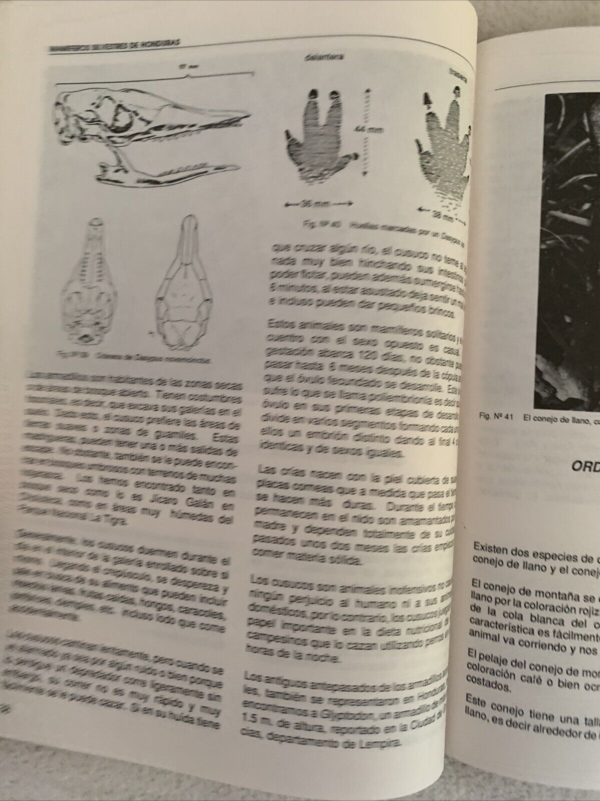 Mamiferos silvestres de Honduras. Leonel Marineros, F. Martìnez Gallegos 1988