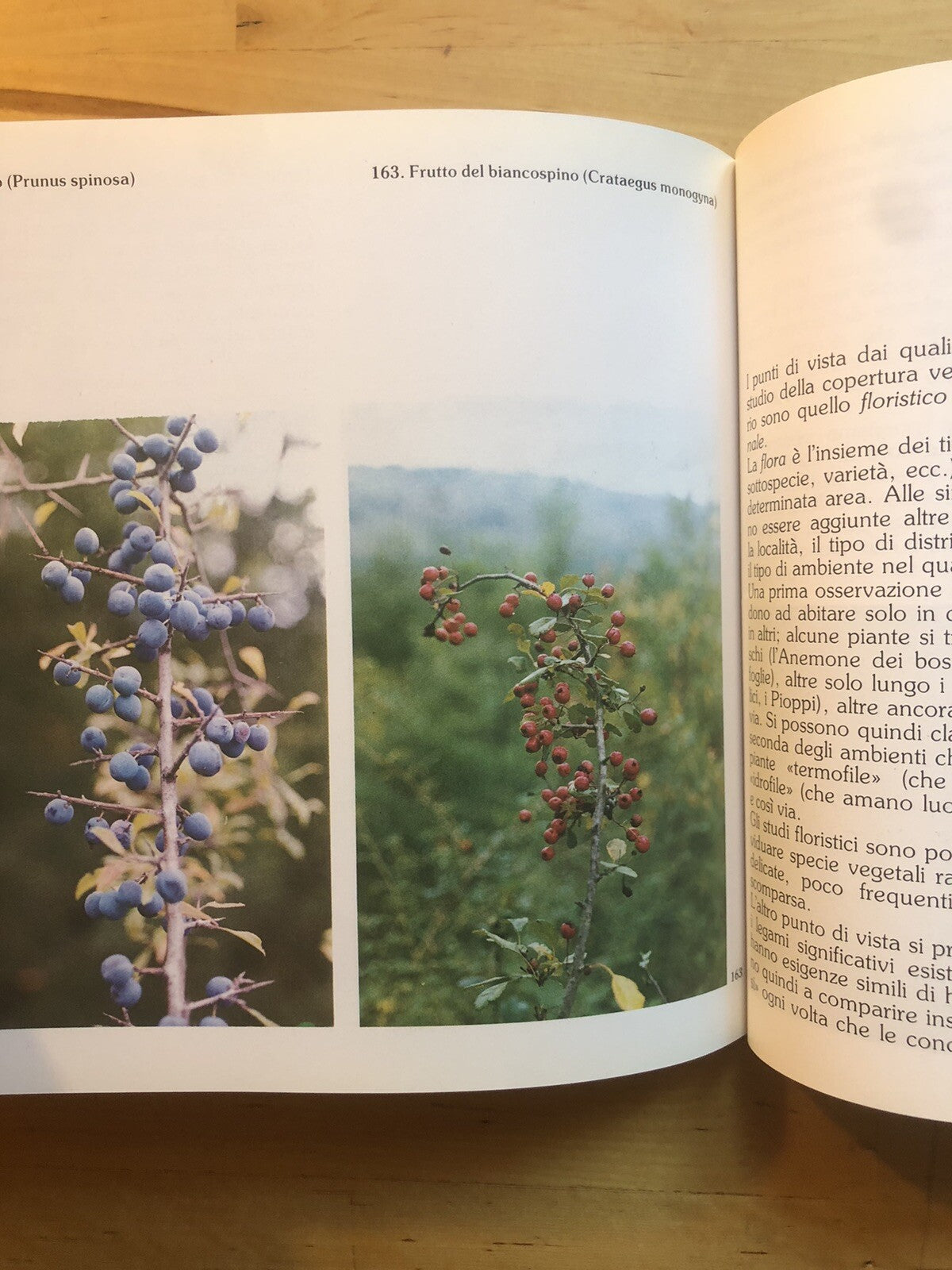 La collina di Bologna un patrimonio naturale per tutta la città e i suoi abitant