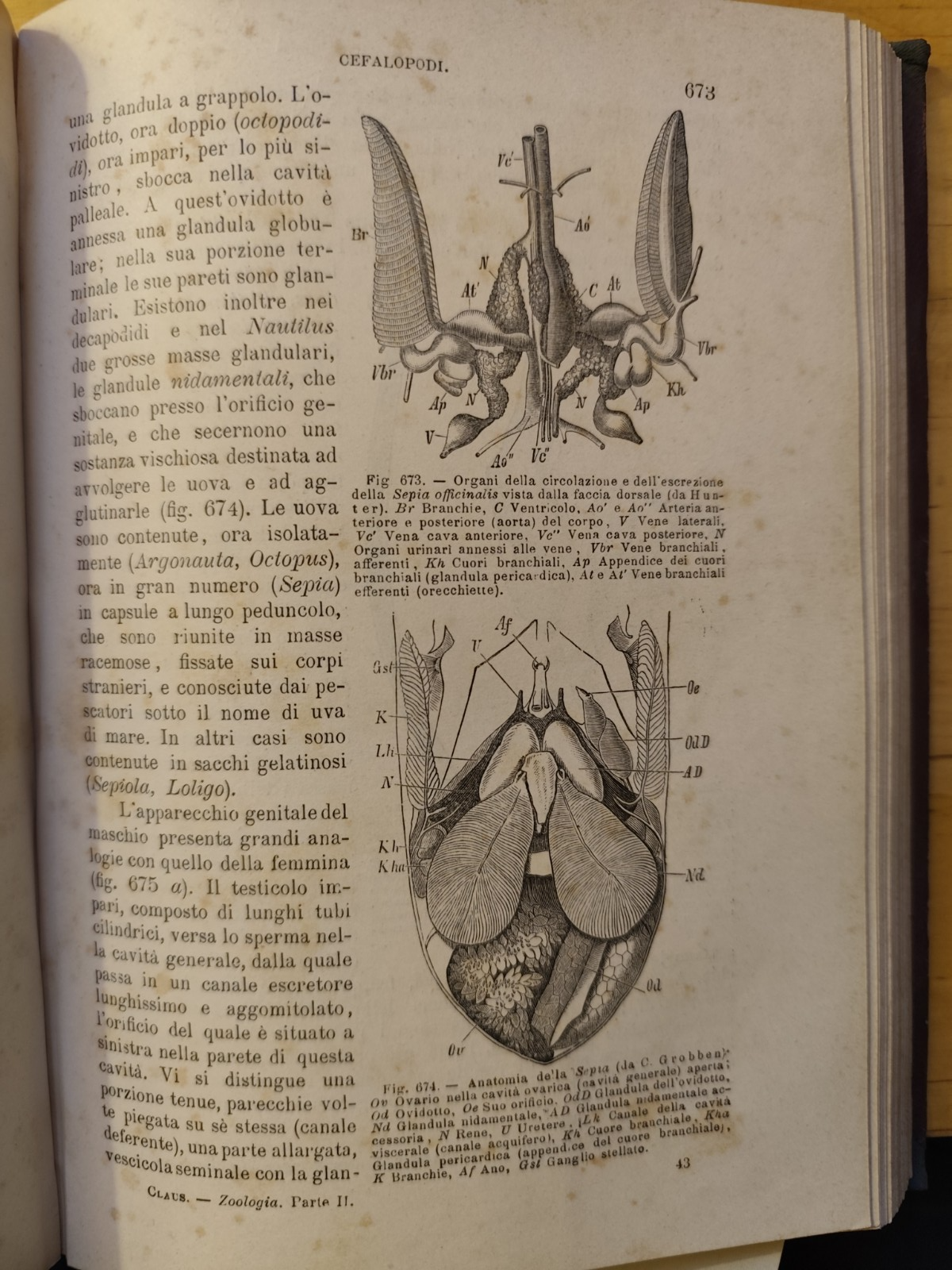 Manuale di Zoologia parte seconda, C. Claus, Cattaneo. Vallardi - antico '800