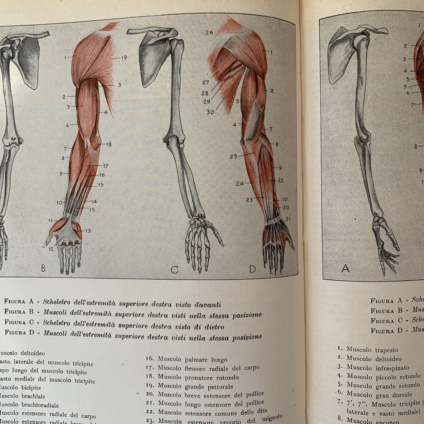 ANATOMIA PER GLI ARTISTI Angelo Morelli, Fratelli Lega 1943. illustrato