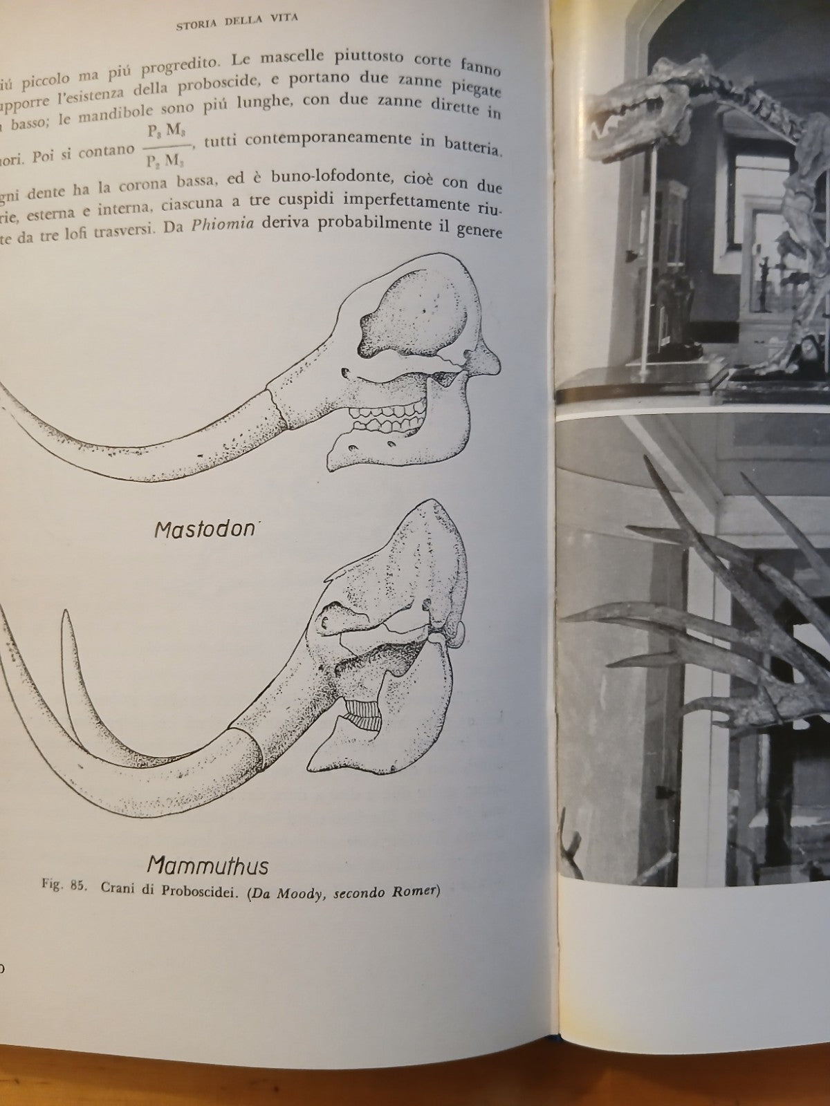 Storia della vita sulla terra 5 - Emanuele Padoa - Feltrinelli ed. 1959