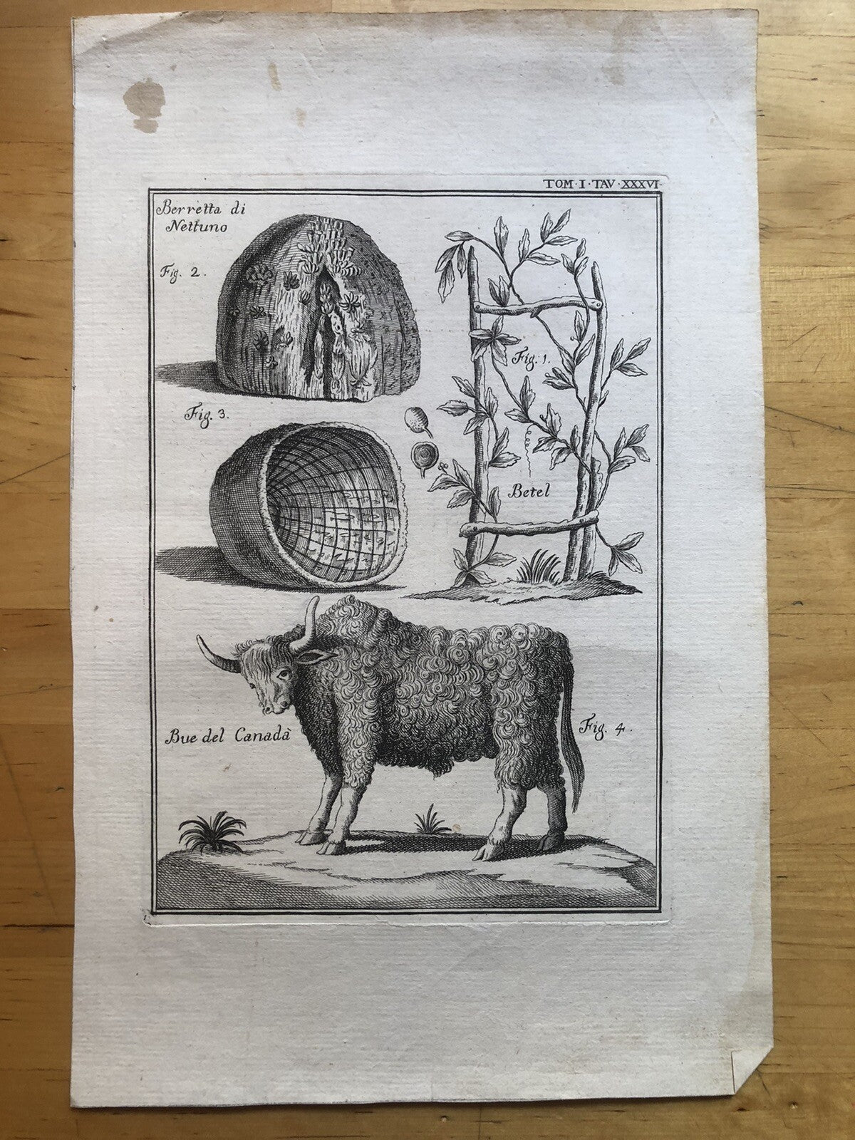 Incisione stampa botanica Betel Berretta di Nettuno, Bue del Canadà 1700 circa