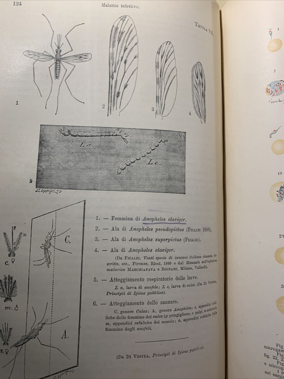 MANUALE PRATICO MEDICINA INTERNA - FEDERICO TAYLOR. UTET 1911. 2 VOLUMI #