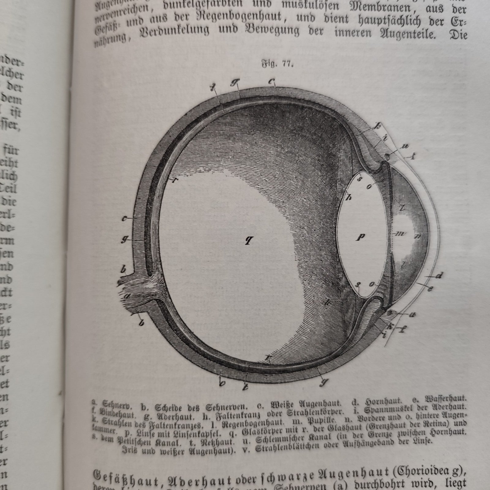 Das Buch vom Gesunden und kranken menschen - Ernst Bock 1889 Antico testo medico