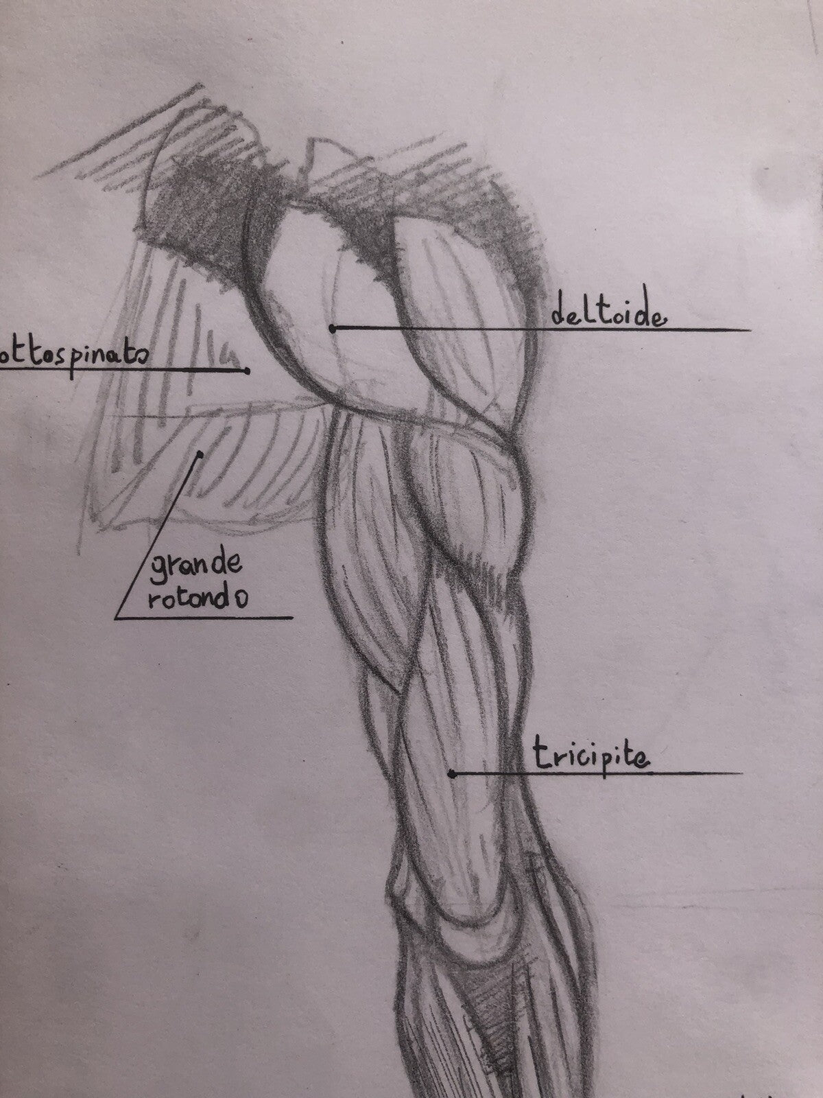Anatomia muscolatura Arto superiore Tavola anatomica disegnata a mano, matita
