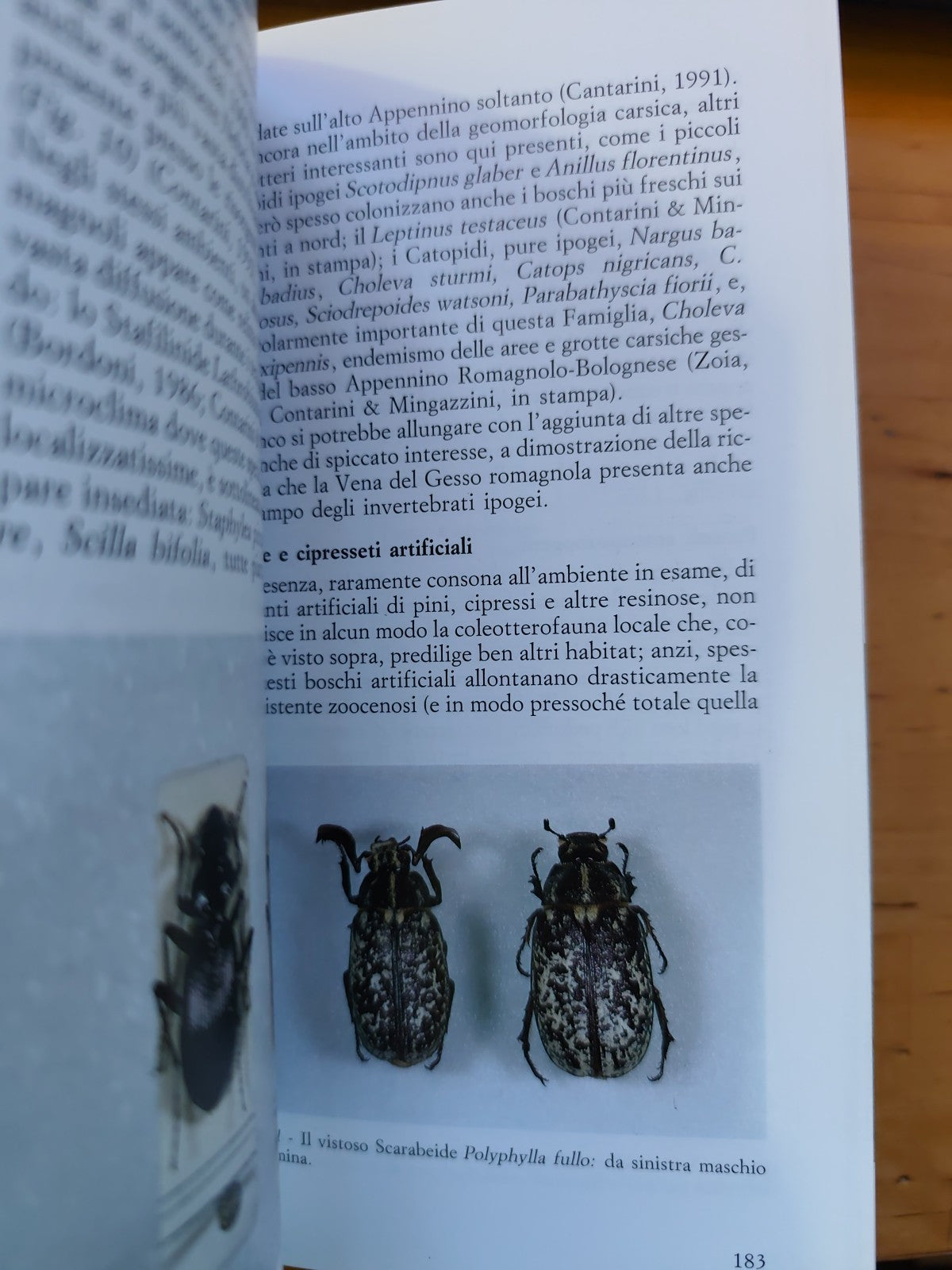 La vena del Gesso Bologna - Regione Emilia Romagna, U. Bagnaresi 1994