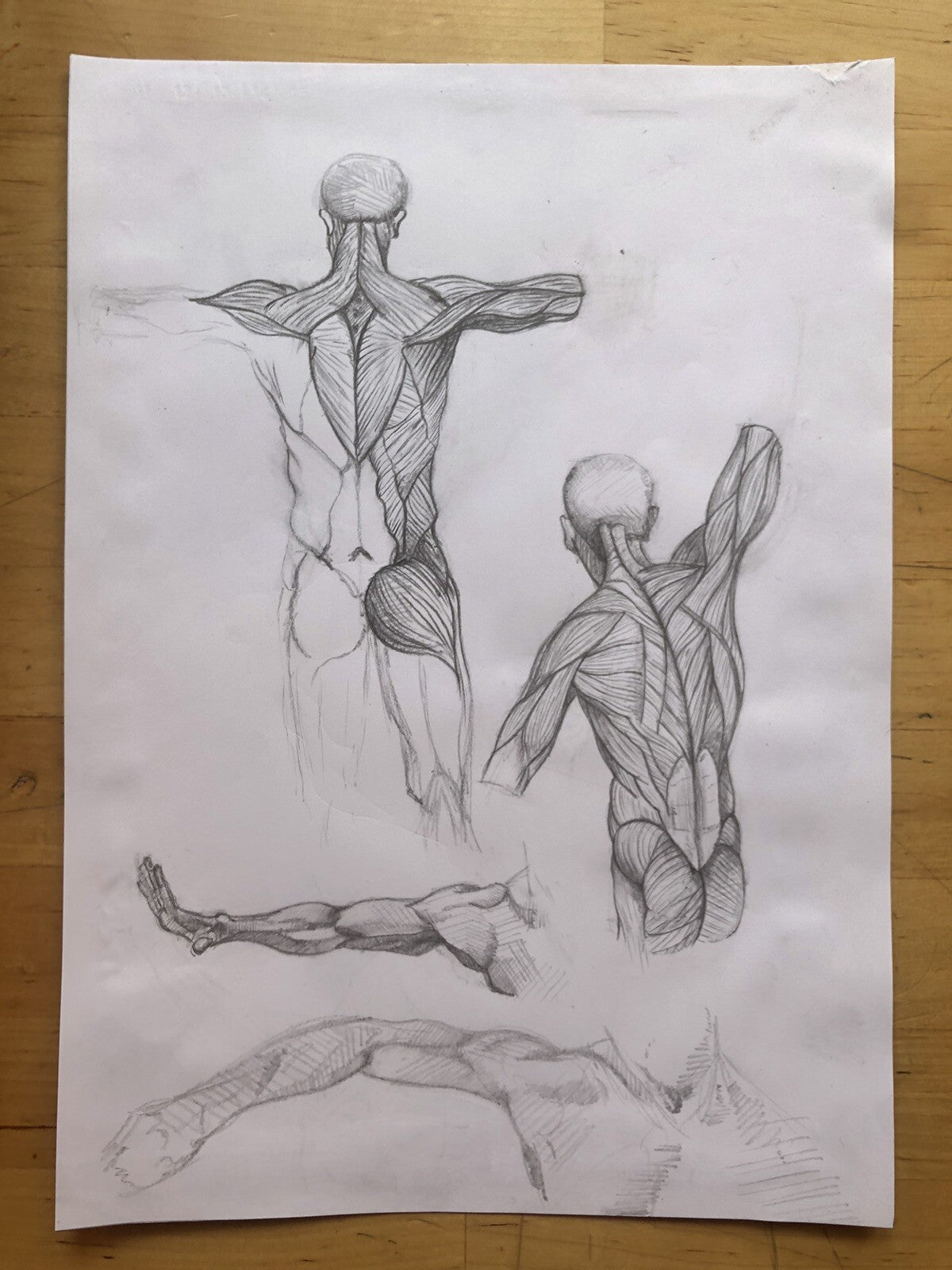 Anatomy Muscle Figure – Hand Drawn Human Body Sketch – Pencil Anatomical Art