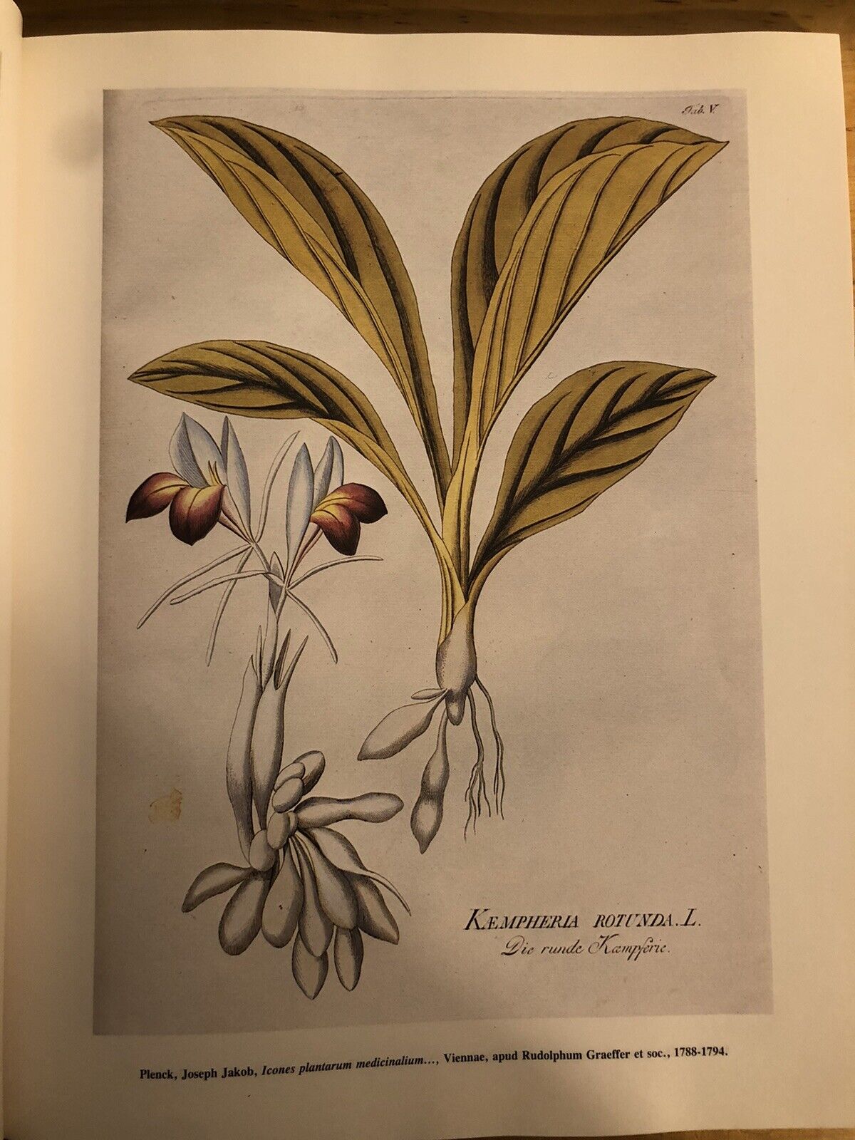 BIBLIOTHECA BOTANICA - LODOVICO CALDESI erbario e libri dal cinquecento al 700