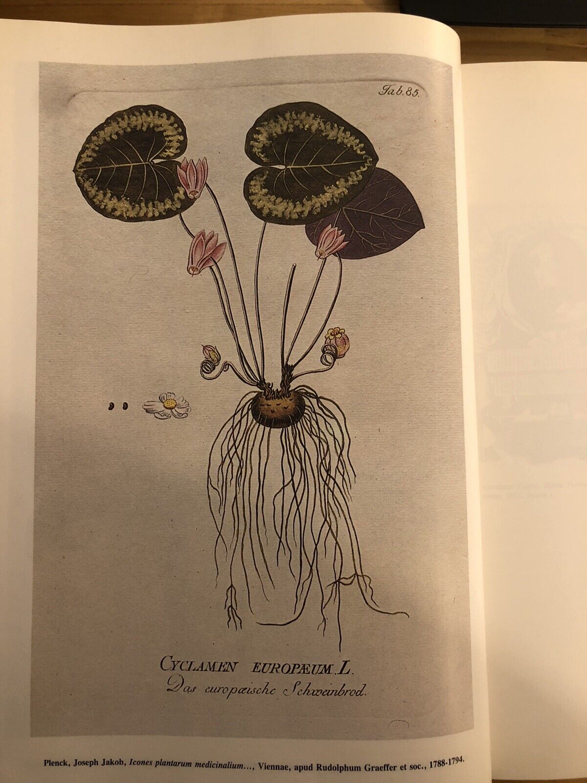 BIBLIOTHECA BOTANICA - LODOVICO CALDESI erbario e libri dal cinquecento al 700