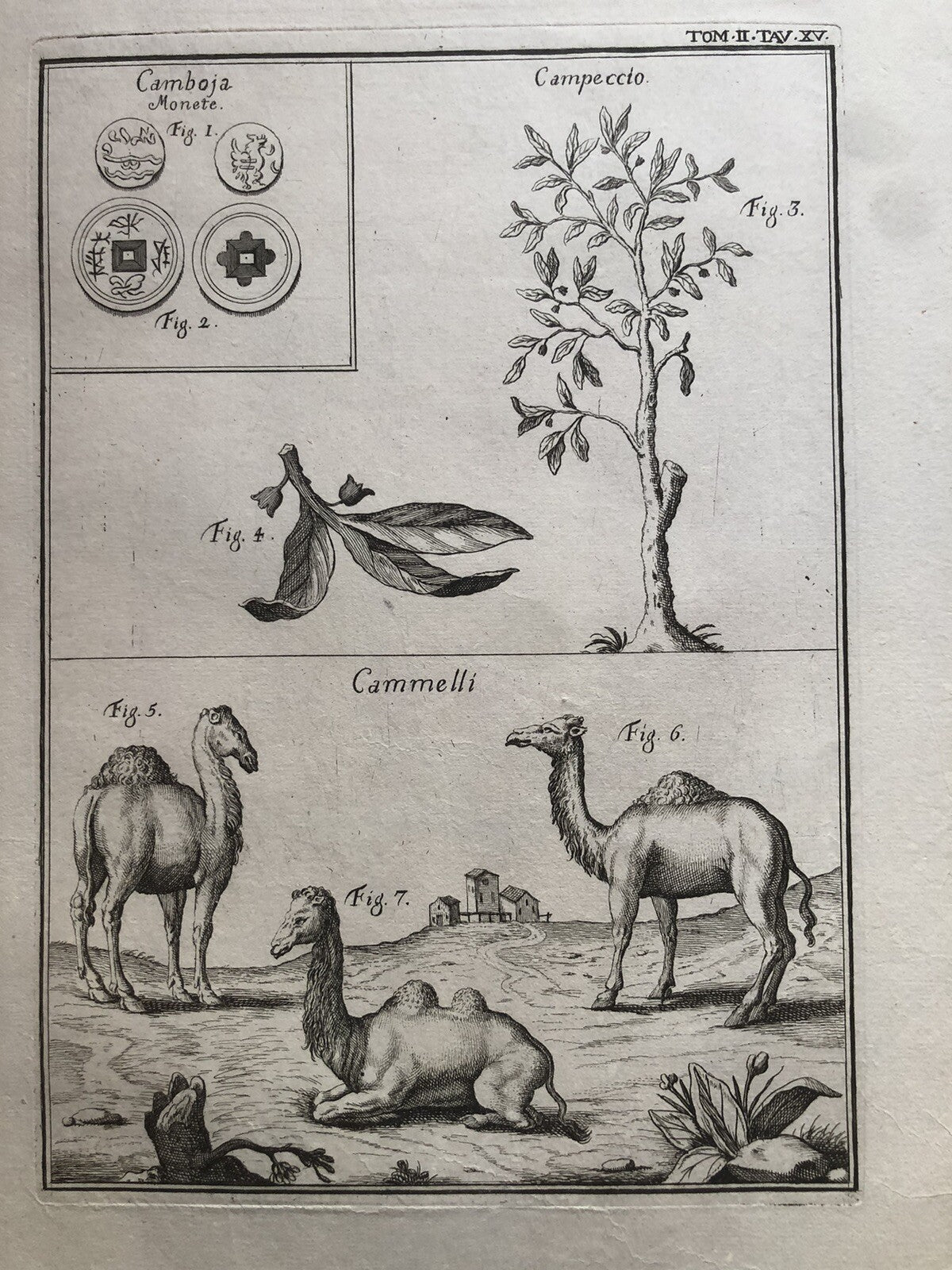 Incisione stampa botanica Campeccio cammello monete Cambogia antica 1700 ca.
