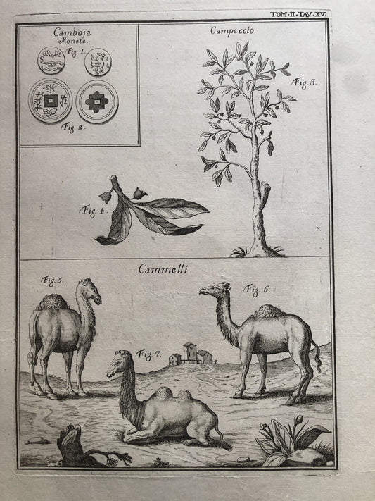 Incisione stampa botanica Campeccio cammello monete Cambogia antica 1700 ca.