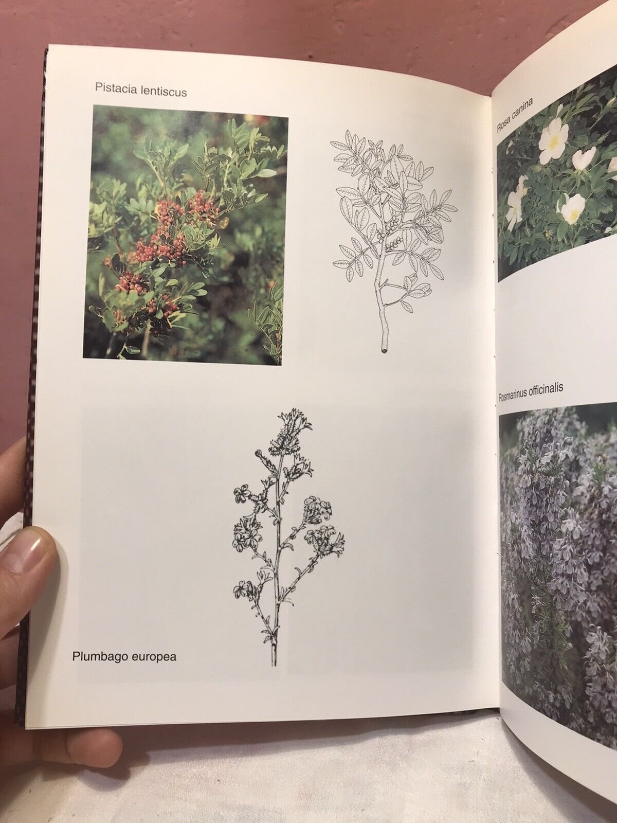 Piante officinali nella comunità montana delle Baronie, J. Camarda, V. Satta