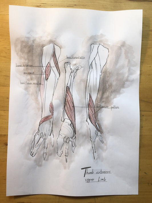 Hand-Drawn Anatomical Chart – Thumb extensors, Upper Limb – Pencil & Watercolor