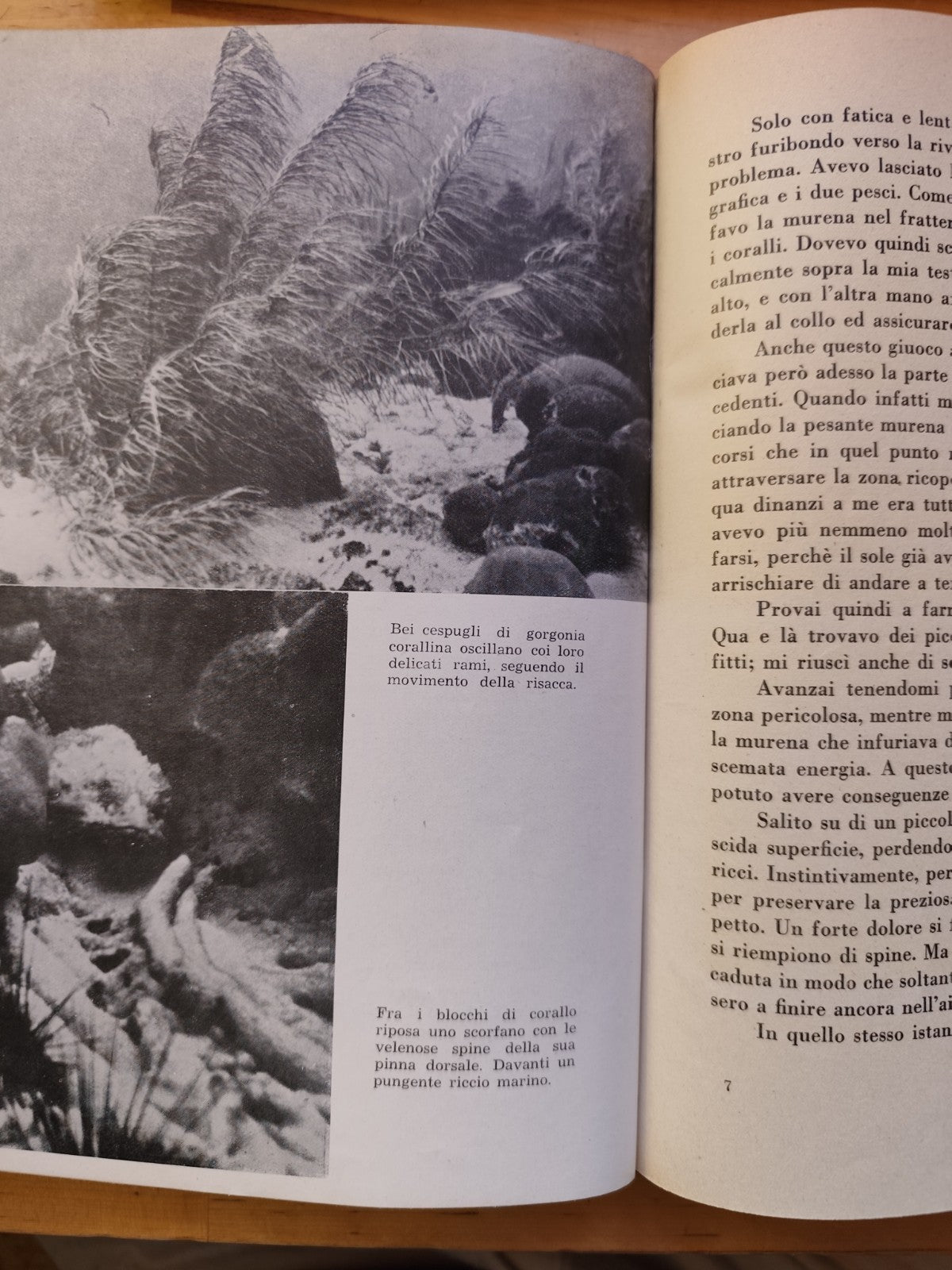 Fra squali e coralli avventure nel mar Caraibico, Hans Hass - Mediterranea 1949