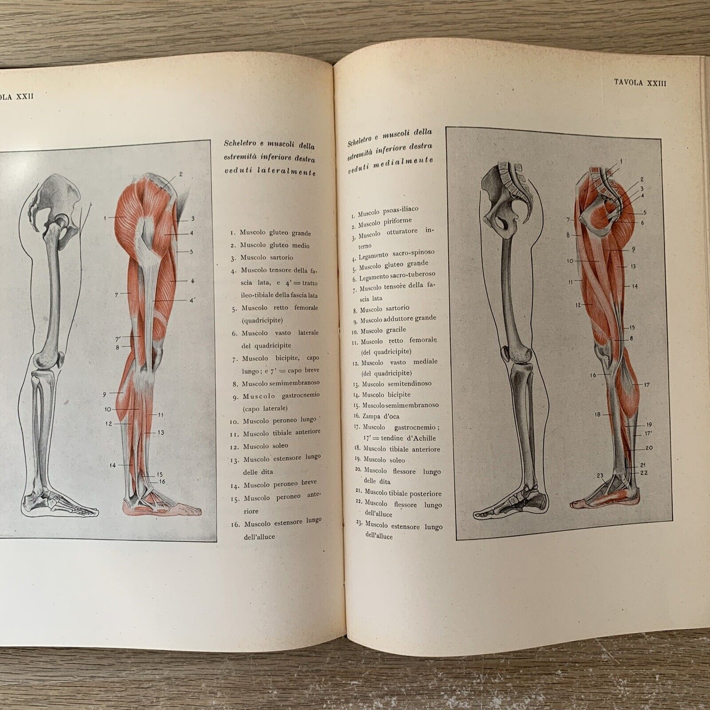 ANATOMIA PER GLI ARTISTI Angelo Morelli, Fratelli Lega 1943. illustrato