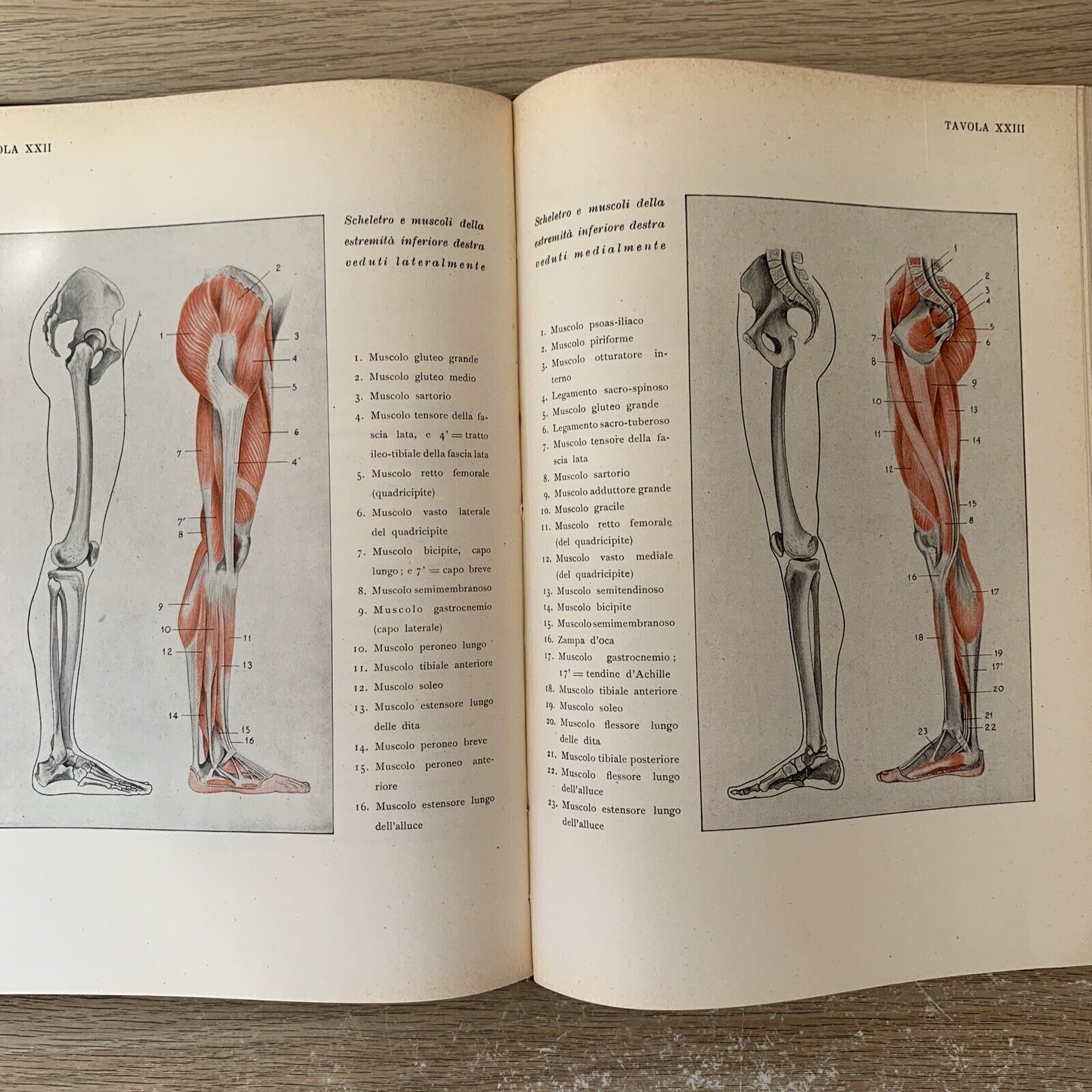 ANATOMIA PER GLI ARTISTI Angelo Morelli, Fratelli Lega 1943. illustrato