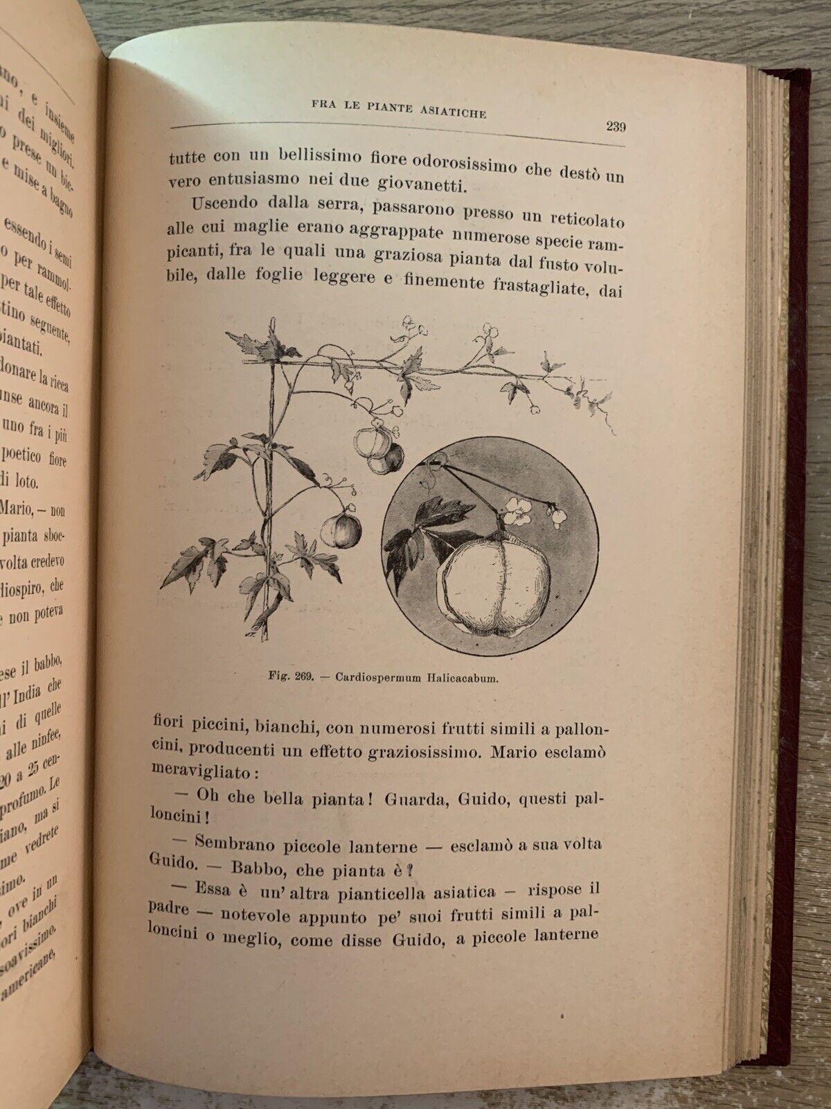 La Botanica Ricreativa, Giuseppe Roda. Paravia 1907 meraviglie della vegetazione