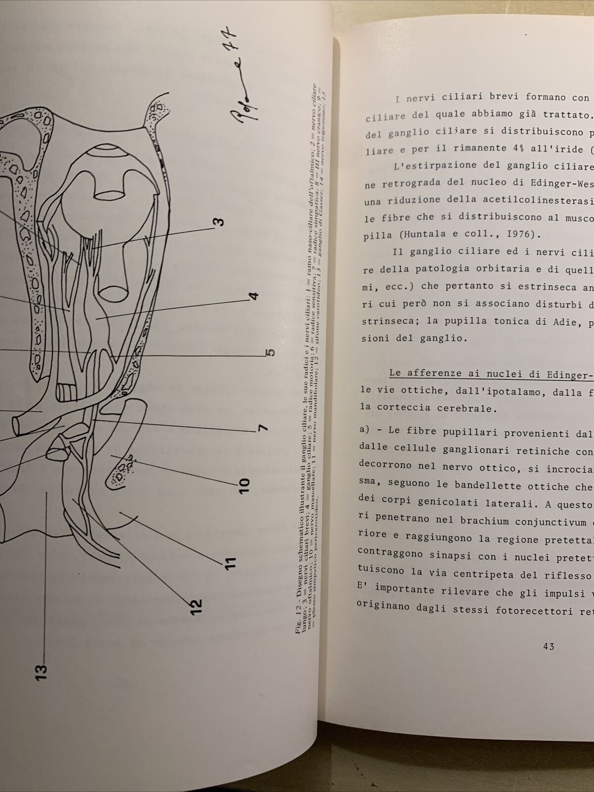 APPUNTI DI NEUROFTALMOLOGIA - PATOLOGIA DEL SISTEMA NERVOSO. F. CARTA 1977 #