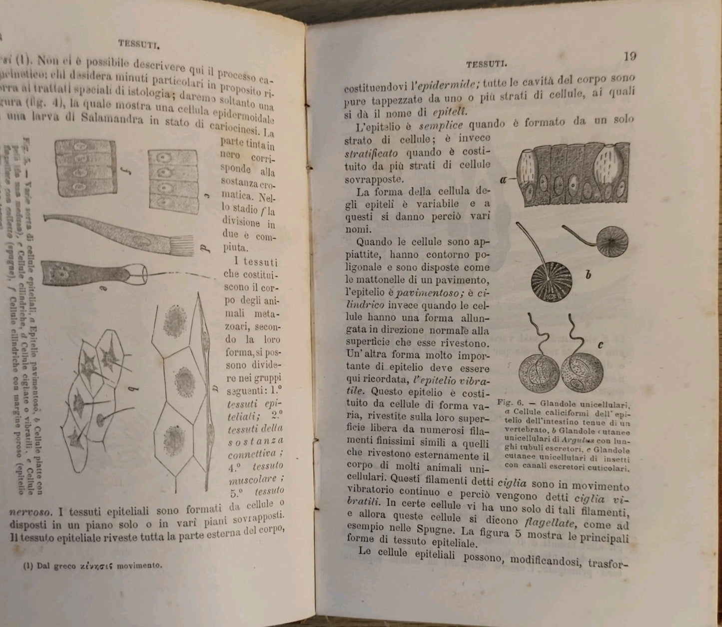 Anatomia comparata - L. Camerano - 1892 - Vallardi ed. 117 figure 