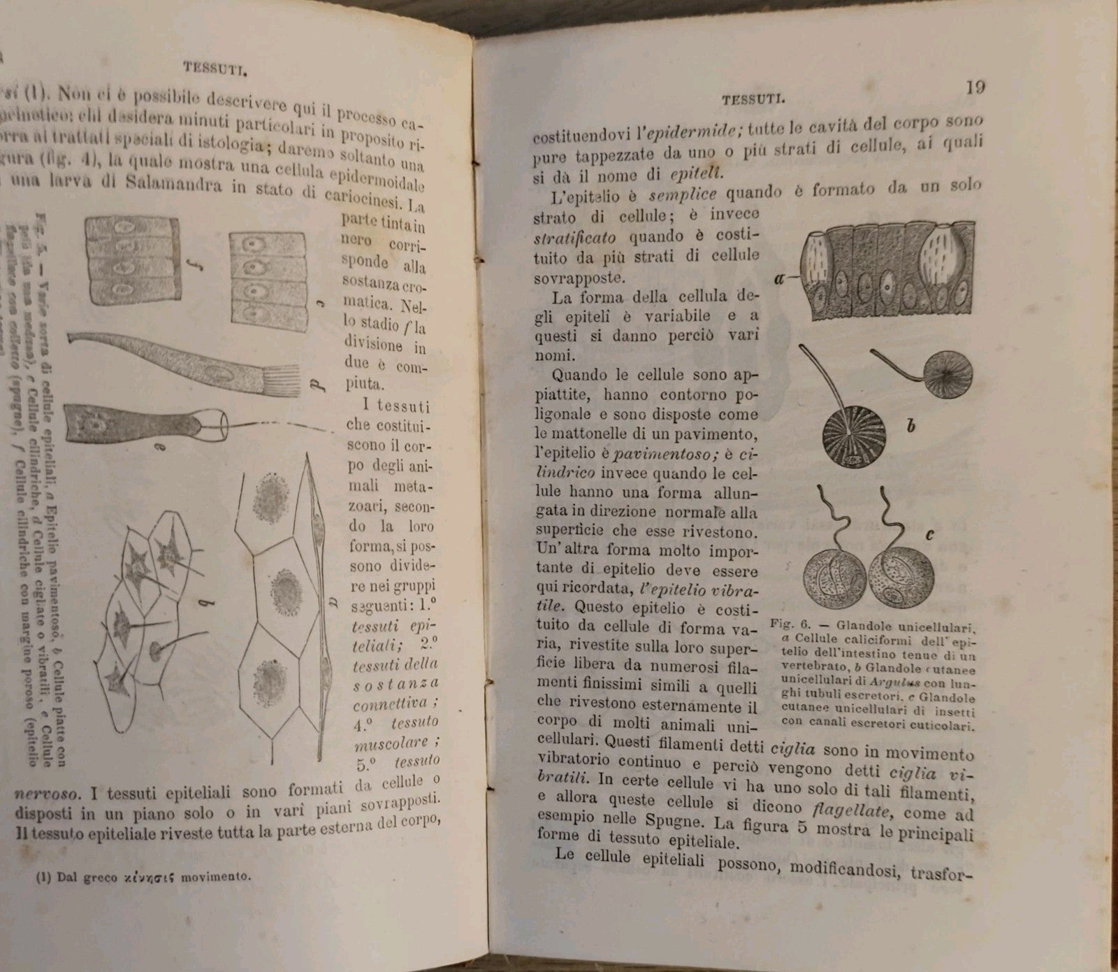 Anatomia comparata - L. Camerano - 1892 - Vallardi ed. 117 figure 