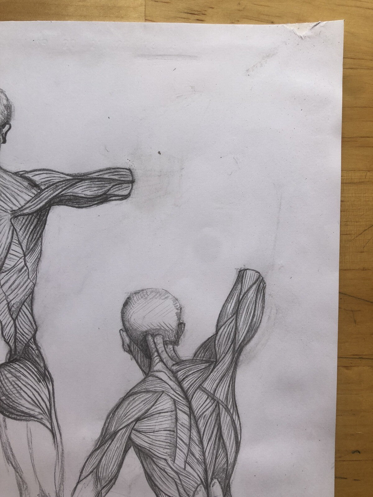 Anatomy Muscle Figure – Hand Drawn Human Body Sketch – Pencil Anatomical Art