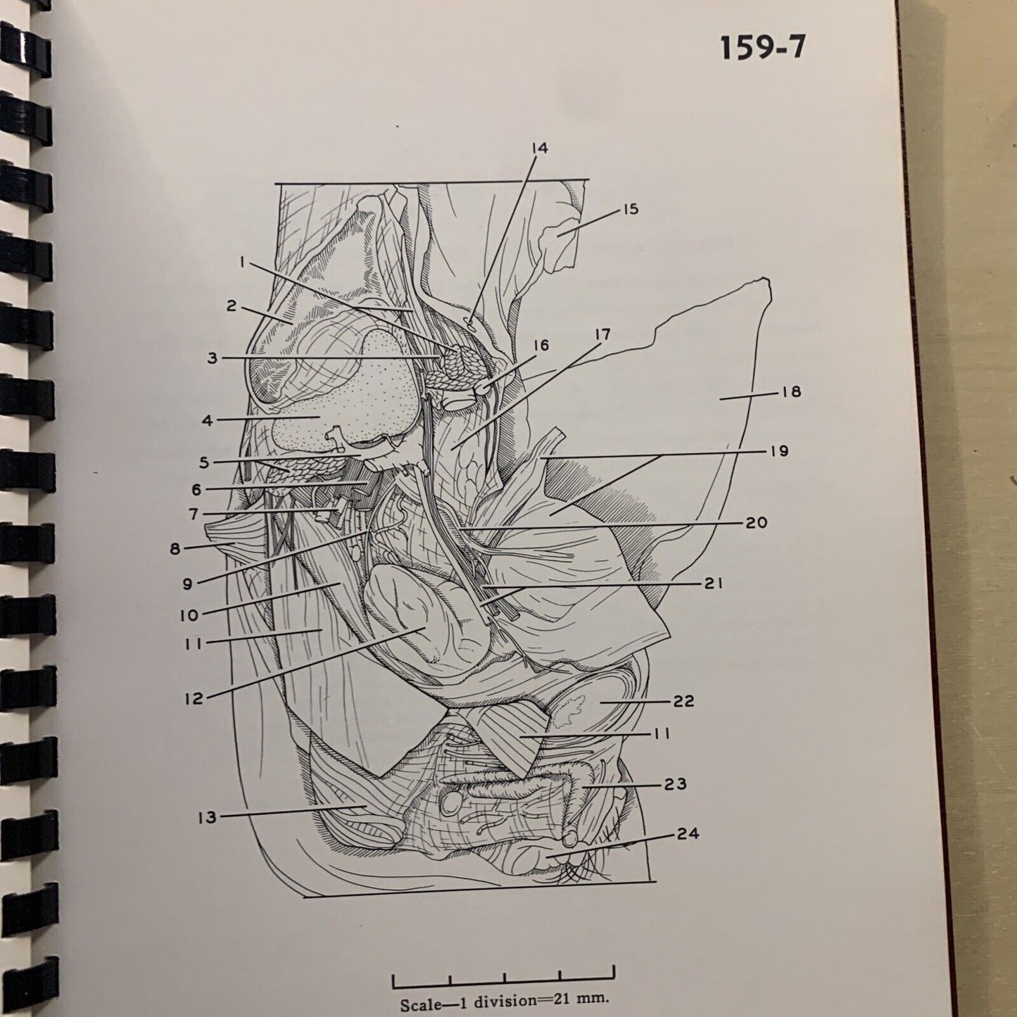 A STEREOSCOPIC ATLAS OF HUMAN ANATOMY - David Bassett section VI The pelvis #