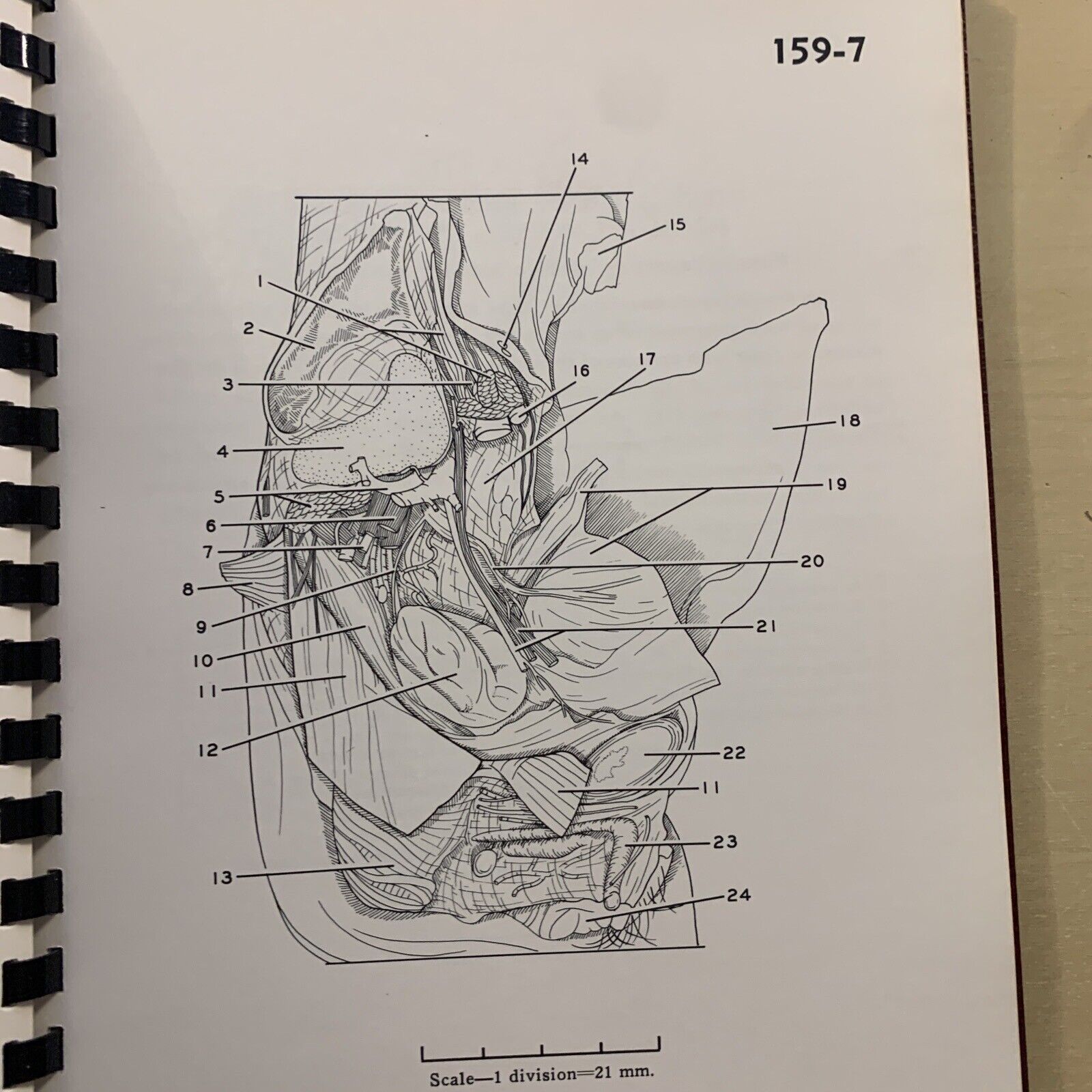 A STEREOSCOPIC ATLAS OF HUMAN ANATOMY - David Bassett section VI The pelvis #