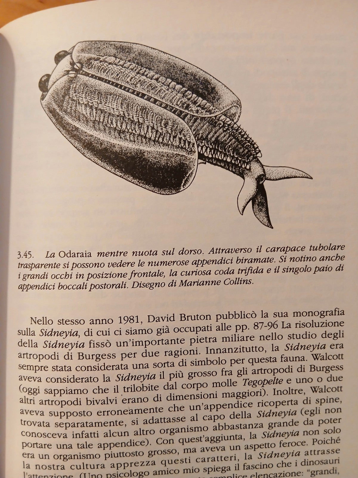 La vita meravigliosa - Stephen Jay Gould - I Fossili di Burgess. Feltrinelli