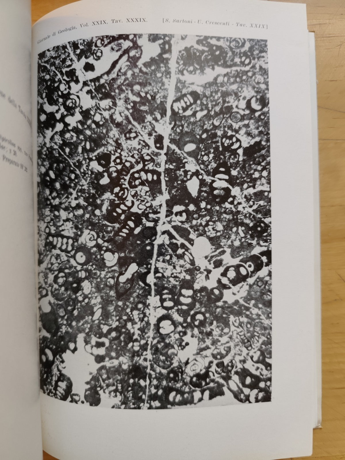Giornale di geologia, museo geologico Bologna - Raimondo Selli, serie 2ª XXIX