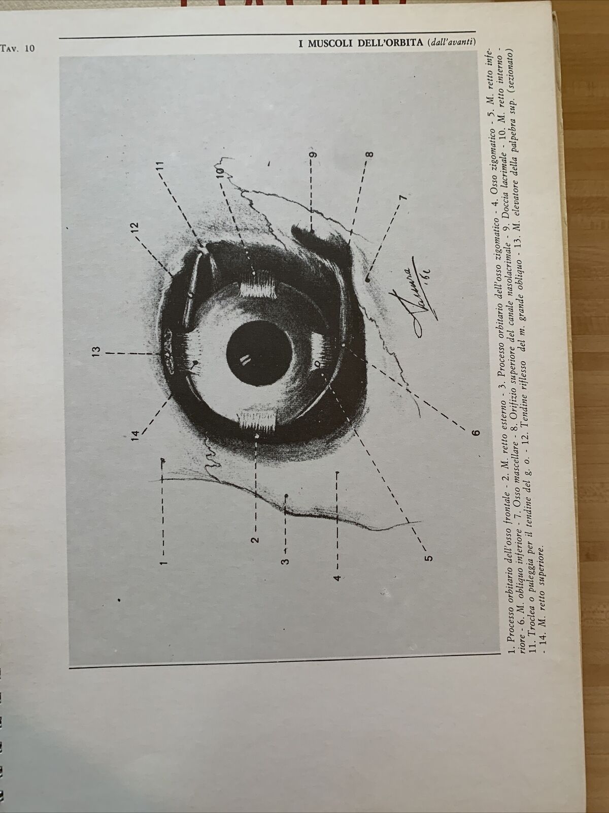L'OCCHIO - Iconografia anatomica 4 volumi. Giorgio W. Vassura. Italseber