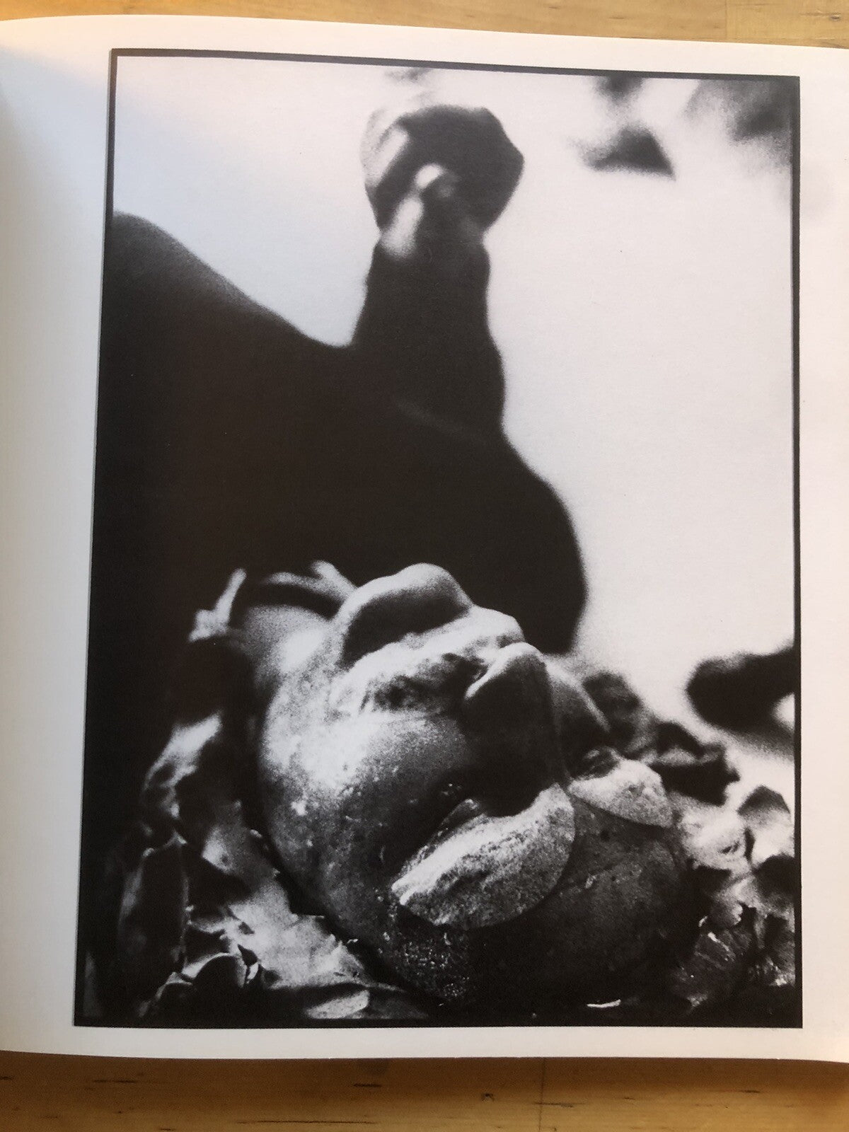 Neropece Grottalcova Pecenera - Comune di Rimini Palazzo dell'Arengo 1980