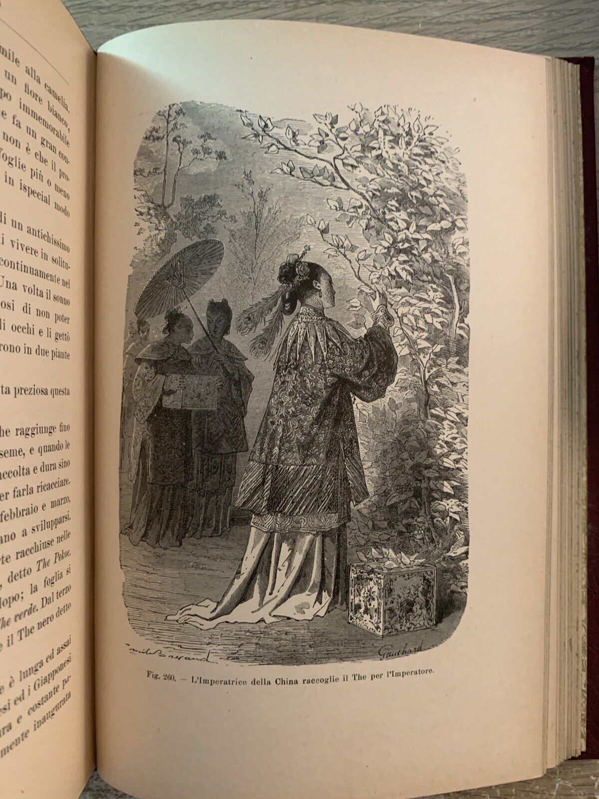 La Botanica Ricreativa, Giuseppe Roda. Paravia 1907 meraviglie della vegetazione