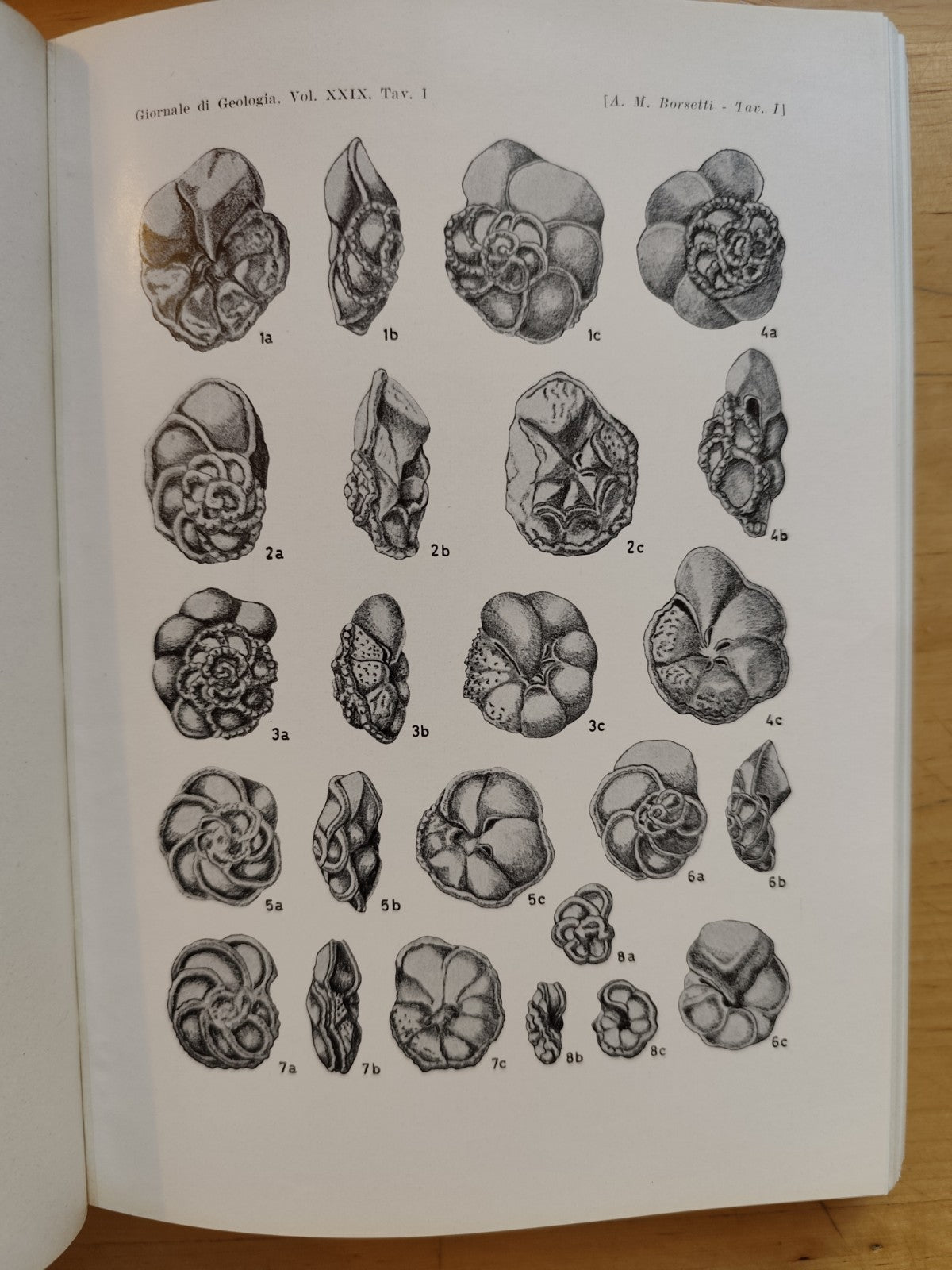 Giornale di geologia, museo geologico Bologna - Raimondo Selli, serie 2ª XXIX