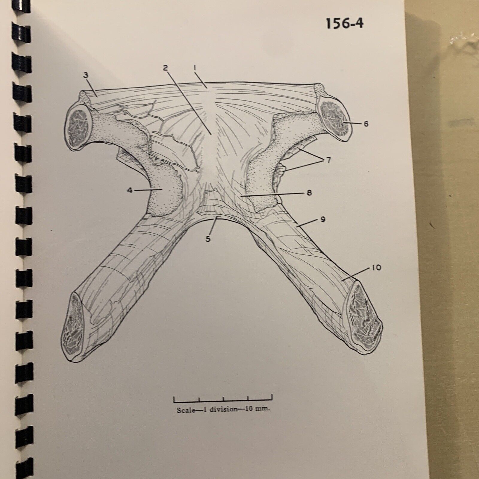 A STEREOSCOPIC ATLAS OF HUMAN ANATOMY - David Bassett section VI The pelvis #